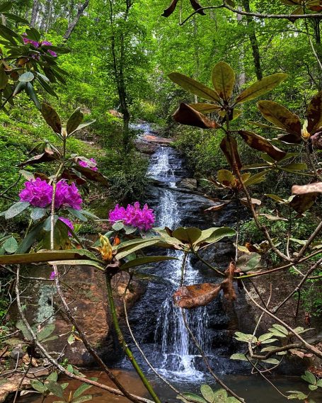 Waterfall and flowers